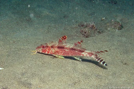 Goatfish