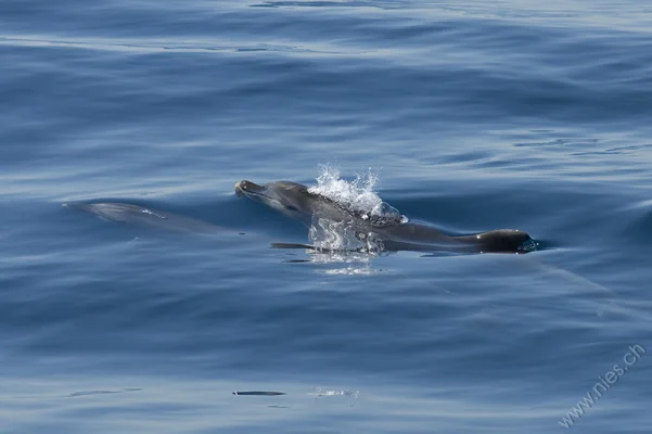 Bottlenose Dolphin