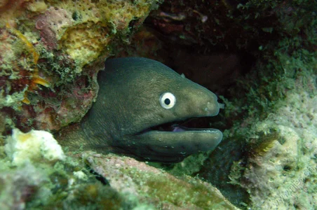 Moray Eel