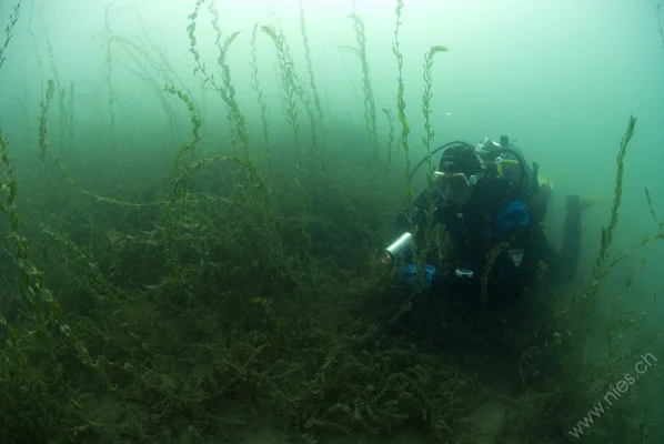 Seagrass Meadow