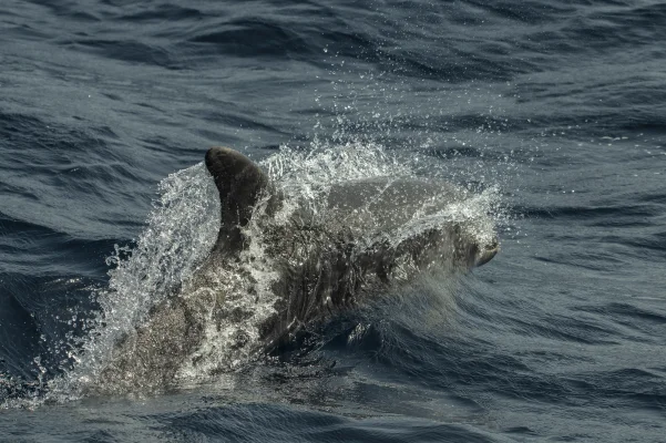 Bottlenose dolphin