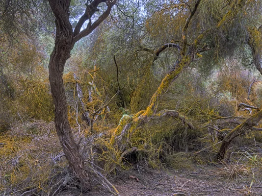 Bushes with yellow moss