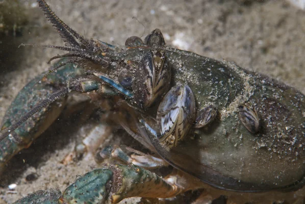 Mussels on Crayfish