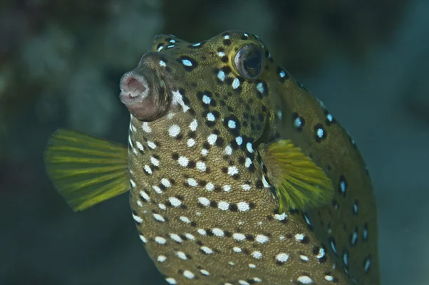 Pufferfish