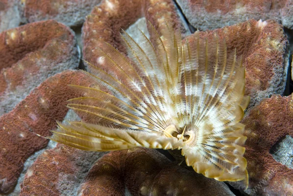 Tube Worm