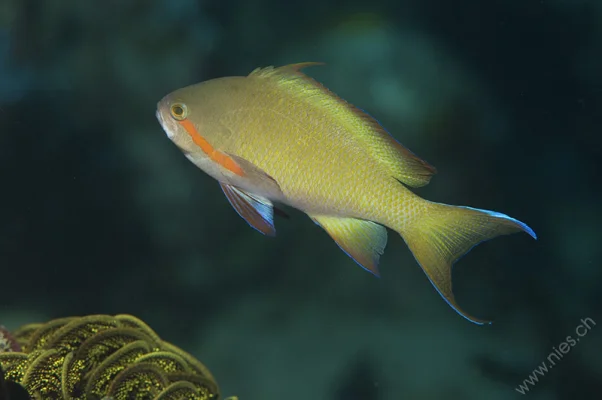 Anthias Male