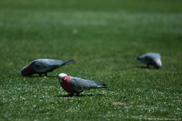 Parakeets