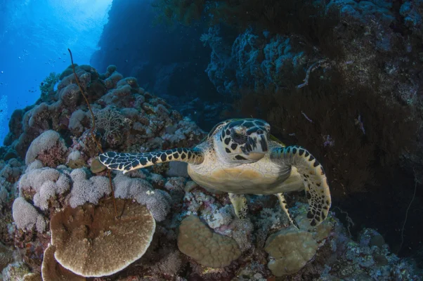 Sea Turtle