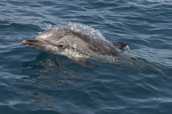 Striped Dolphin