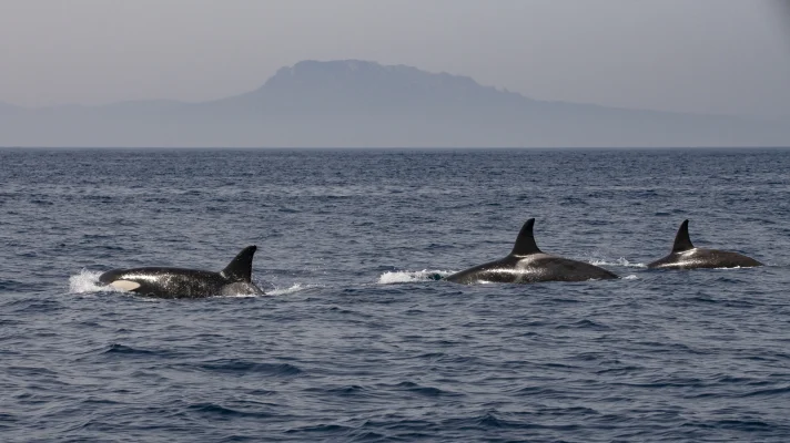 Orcas