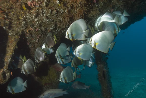 Bat Fish