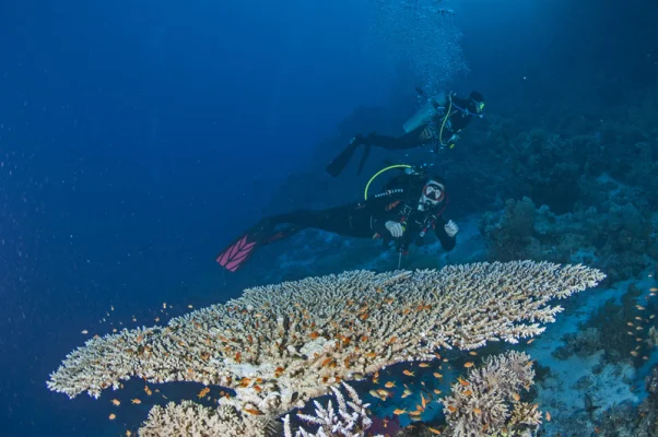 Table Coral