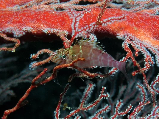 Dwarf Hawkfish