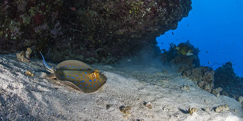 Bluespotted Stingray