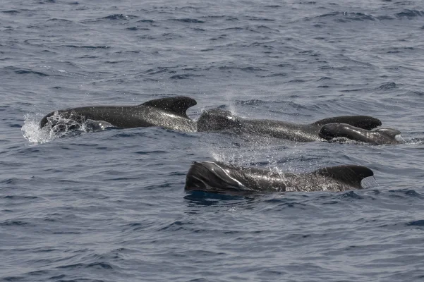 Vier Gewöhnliche Grindwale (Globicephala melas). Eins davon ist ein kürzlich geborenes Baby und noch ganz schrumpelig — Straße von Gibraltar