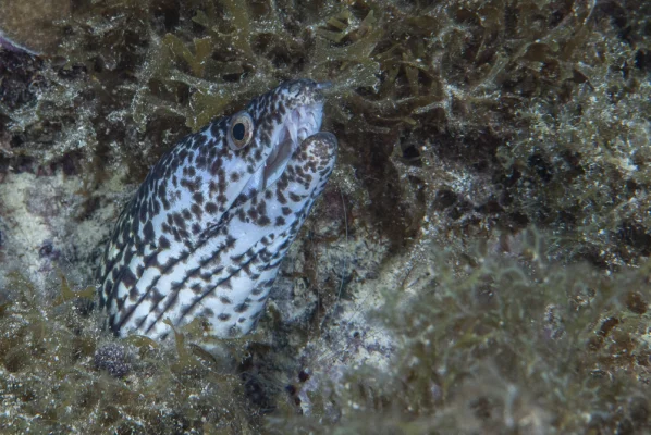 Moray eel