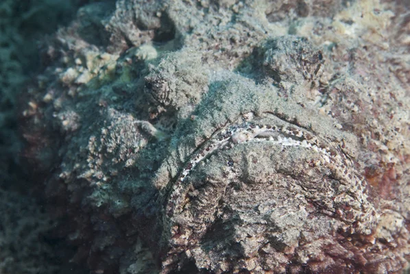 Stonefish