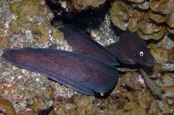 Moray Eel