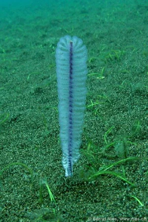 Sea Feather