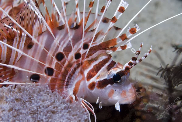 Lionfish