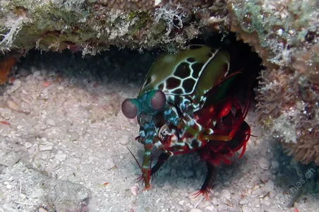 Peacock mantis shrimp