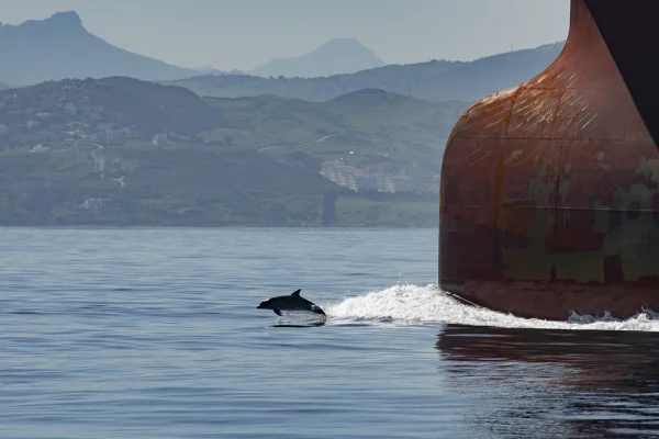 Bottlenose dolphin on bow wave