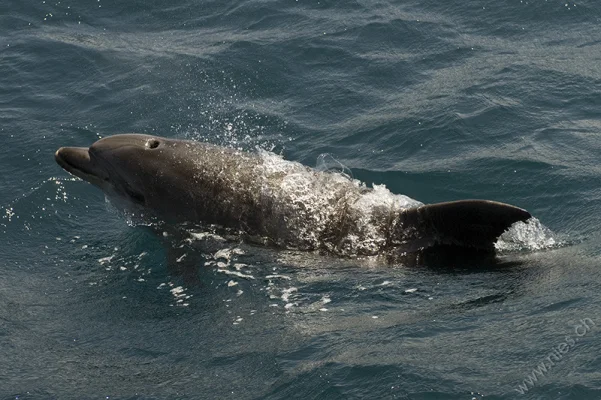 Bottlenose Dolphin