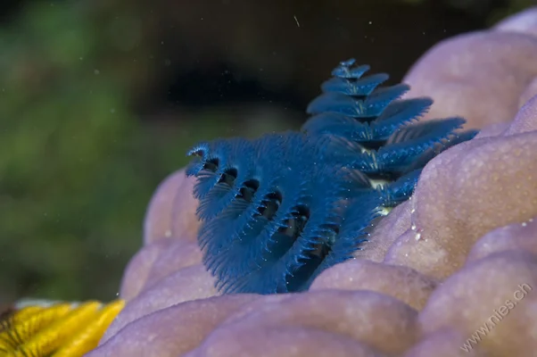 Christmas Tree Worm