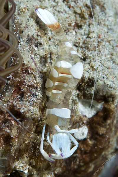 Shrimp with Eggs