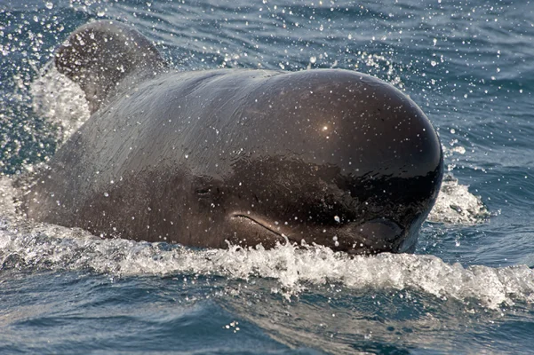 Pilot whale