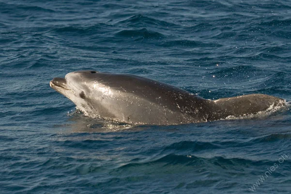 Bottlenose Dolphin