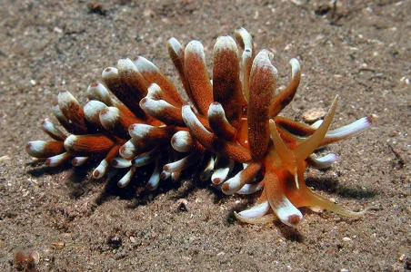 Phyllodesmium Kabiranum