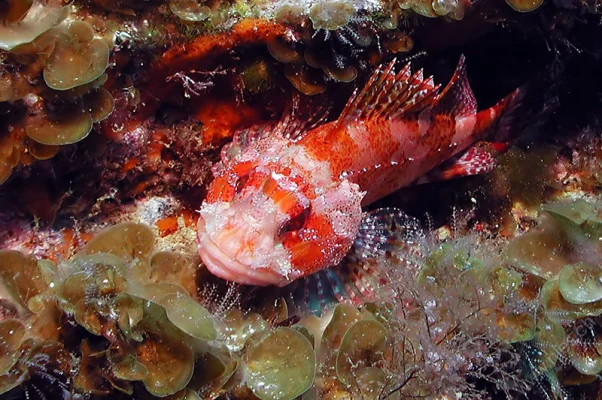 Scorpionfish