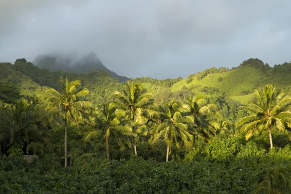 Palms in Sunlight