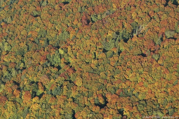 Colorful autumn forest