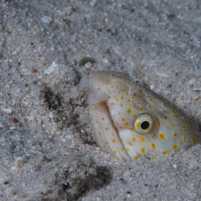 White-spotted snake eel