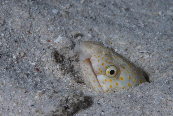 Weissgefleckter Schlangenaal