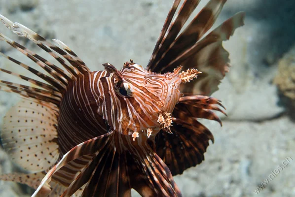 Lionfish