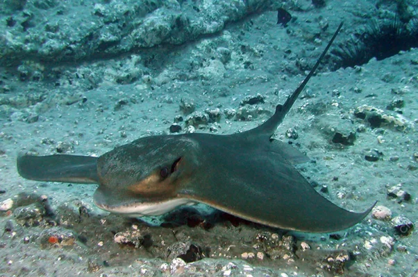 Eagle Stingray