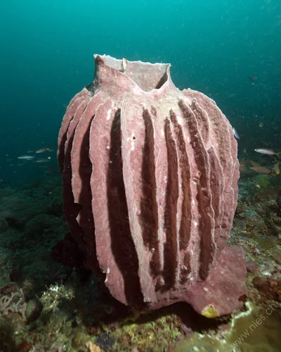 Barrel Sponge