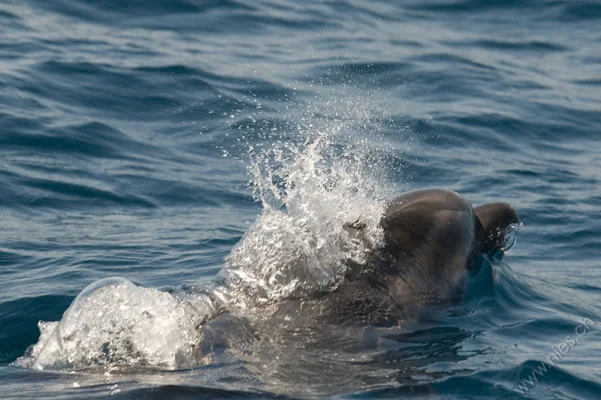 Bottlenose Dolphin