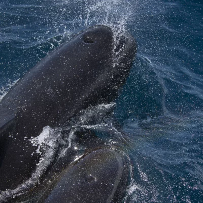 Two pilot whales with rainbow