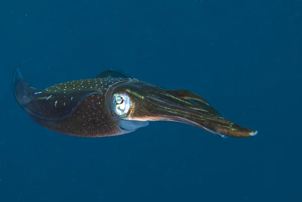 Caribbean reef squid