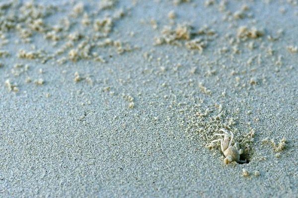 Beach Crab