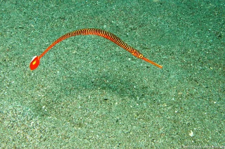 Multibar Pipefish