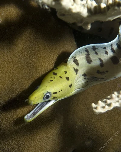 Moray Eel