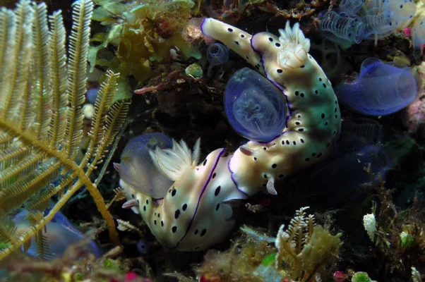 Nudibranches