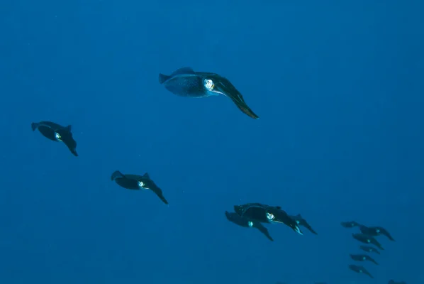 Caribbean reef squid