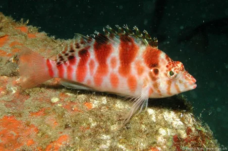 Hawkfish