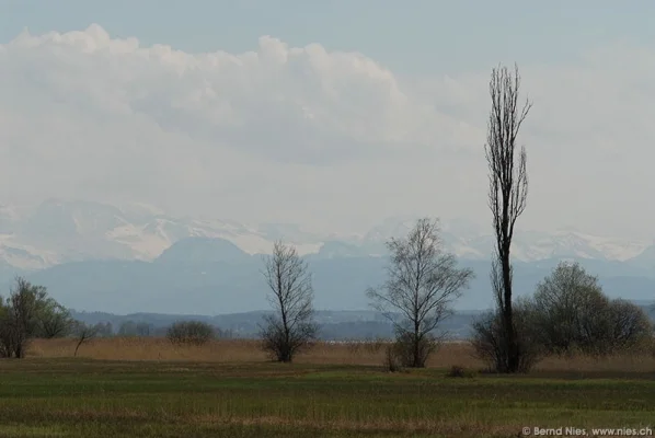 Swamp at Greifensee